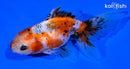 5" CALICO ORANDA GOLDFISH