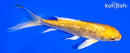 5.25" GINRIN YAMABUKI OGON BUTTERFLY
