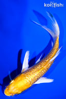 5.25" GINRIN YAMABUKI OGON BUTTERFLY