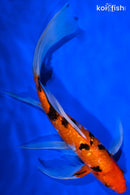 10.25" GINRIN AKA SANKE BUTTERFLY