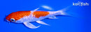 5" GINRIN HARIWAKE BUTTERFLY