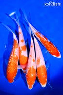 PACK OF (5) 6-7" KOHAKU KOI