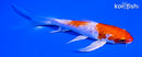 5" GINRIN HARIWAKE BUTTERFLY