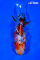 5" CALICO ORANDA GOLDFISH