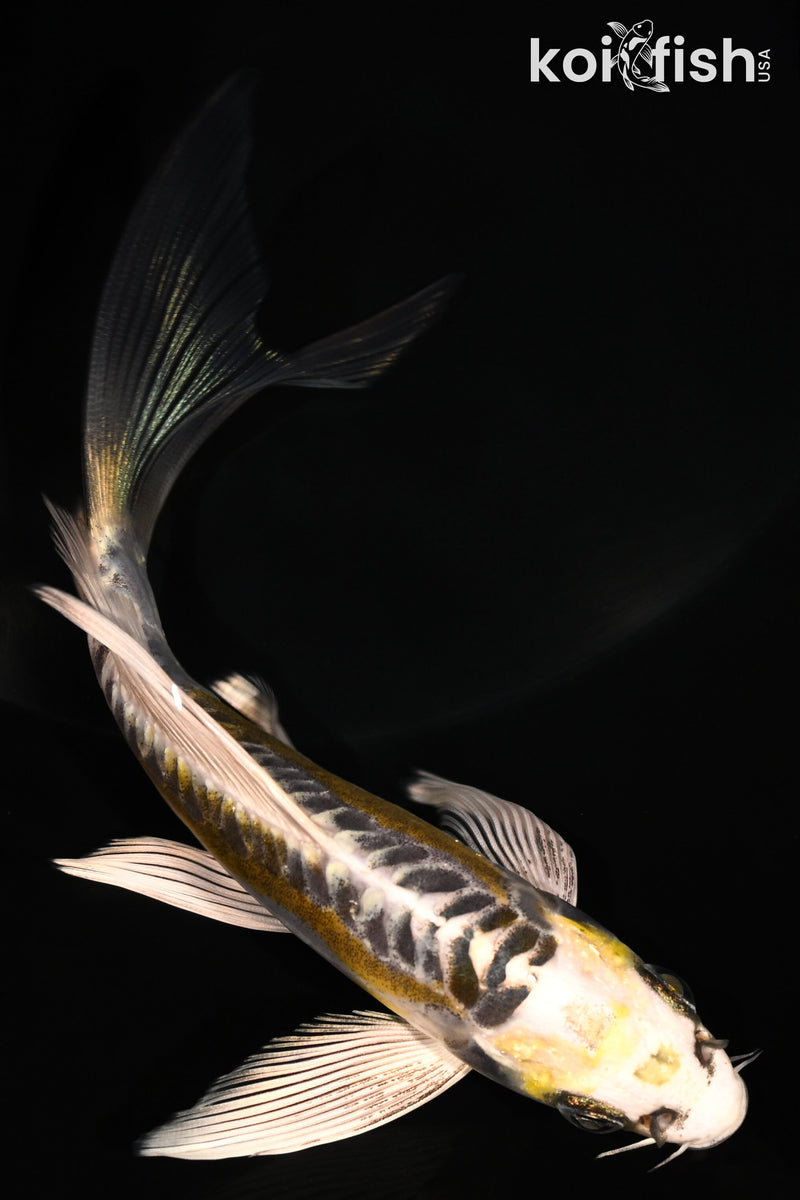 5.75" KIN KIKOKURYU BUTTERFLY