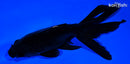 5.25" FANTAIL GOLDFISH