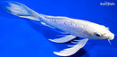 9.5" DOITSU PLATINUM OGON BUTTERFLY