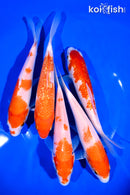 PACK OF (5) 6-7" KOHAKU KOI