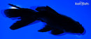 5.25" FANTAIL GOLDFISH