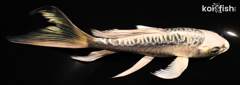 6.5" ARAGOKE KIKOKURYU BUTTERFLY