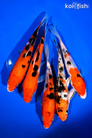 PACK OF (5) 6-7" STANDARD KOI