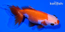 4" ORANDA GOLDFISH