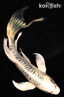 6.5" ARAGOKE KIKOKURYU BUTTERFLY