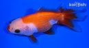 4" ORANDA GOLDFISH