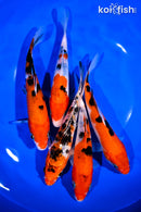 PACK OF (5) 6-7" STANDARD KOI