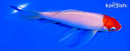 5.75" KOHAKU BUTTERFLY