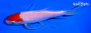 5.75" KOHAKU BUTTERFLY