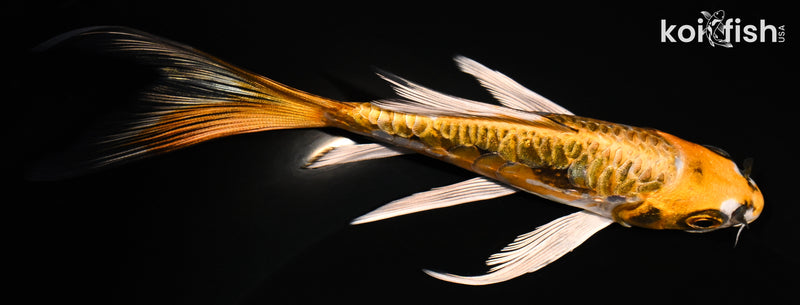 5.75" ARAGOKE BENI KIKOKURYU BUTTERFLY