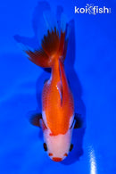 4" ORANDA GOLDFISH
