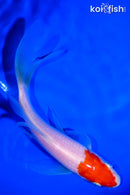 5.75" KOHAKU BUTTERFLY
