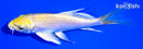 5.25" YAMABUKI OGON BUTTERFLY