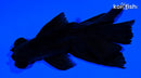 5.25" TELESCOPE FANTAIL GOLDFISH