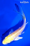 5.25" YAMABUKI OGON BUTTERFLY