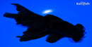 5.25" TELESCOPE FANTAIL GOLDFISH