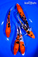 PACK OF (5) 6-7" STANDARD KOI