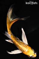 5.75" ARAGOKE BENI KIKOKURYU BUTTERFLY