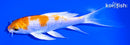 5.75" HARIWAKE BUTTERFLY