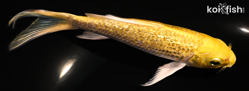 5.75" GINRIN YAMABUKI OGON BUTTERFLY