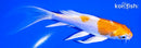 5.75" HARIWAKE BUTTERFLY
