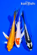 PACK OF (3) 4-5" BUTTERFLY KOI