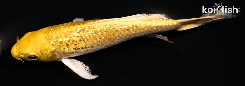 5.75" GINRIN YAMABUKI OGON BUTTERFLY