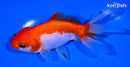 5.25" ORANDA GOLDFISH