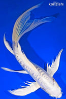 9.5" DOITSU PLATINUM OGON BUTTERFLY