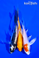 PACK OF (3) 4-5" BUTTERFLY KOI