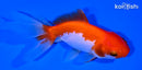 5.25" ORANDA GOLDFISH