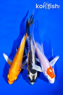 PACK OF (3) 4-5" BUTTERFLY KOI