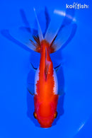 5.25" ORANDA GOLDFISH