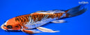 9.5" BENI KIKOKURYU BUTTERFLY