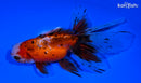 5.25" CALICO ORANDA GOLDFISH