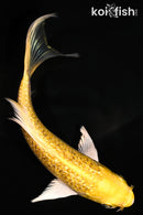 5.75" GINRIN YAMABUKI OGON BUTTERFLY