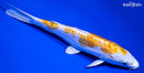 7.5" DOITSU LEMON HARIWAKE