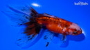 5.25" CALICO ORANDA GOLDFISH