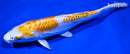 7.5" DOITSU LEMON HARIWAKE
