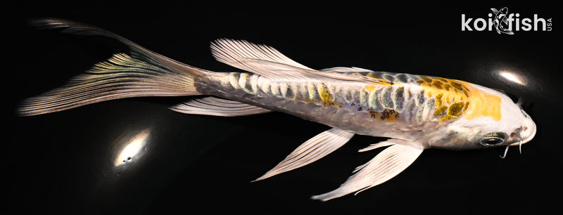 6" ARAGOKE KIN KIKOKURYU BUTTERFLY