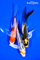 PACK OF (3) 4-5" BUTTERFLY KOI