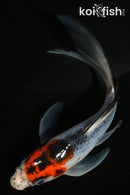 5" GOROMO BUTTERFLY
